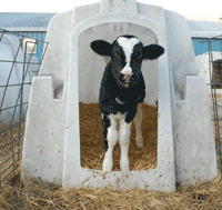 Holstein calf in hutch