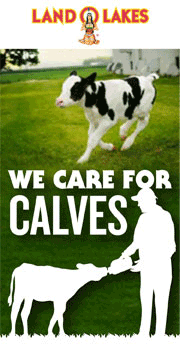 We Care of Calves