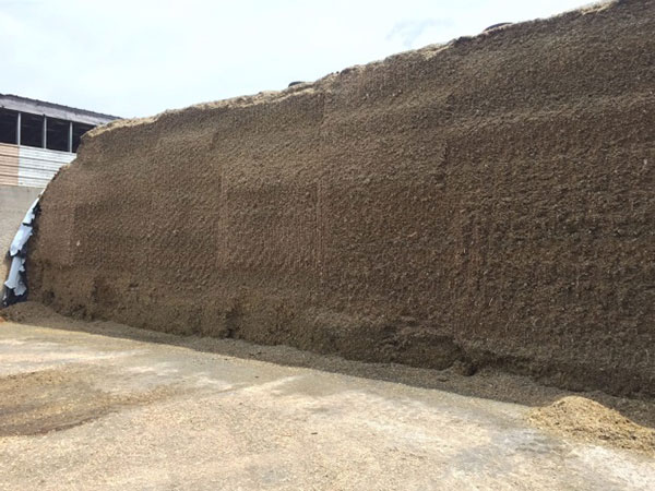 face of silage pile