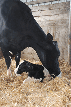 dairy cow and newborn calf