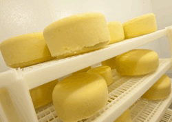 OSU cheese photo