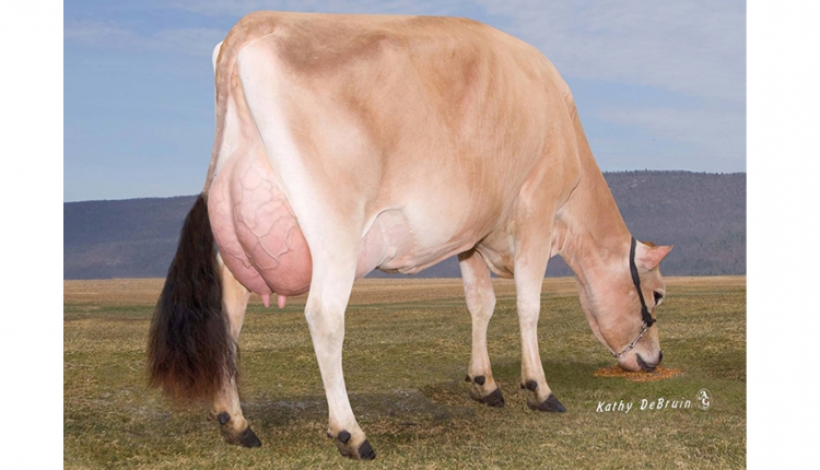 Perfect Cow