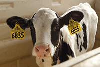 Holstein calf in pen