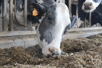 Purina cow eating photo