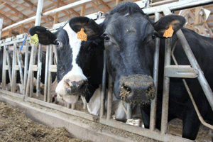 Purina Animal Nutrition cow photo