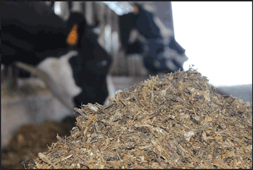 dairy cow feed