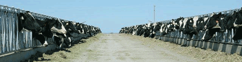 dairy cows eating from a drive through feed lane