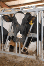 Holstein cow eating