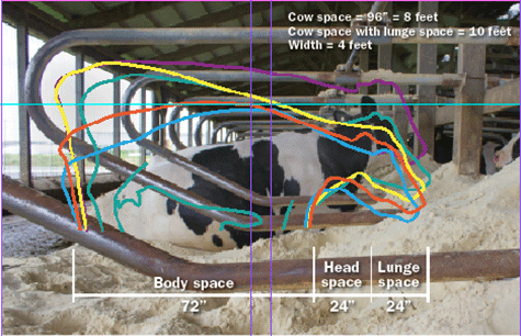Cow Body Measure