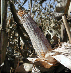 ear of corn with aflatoxin