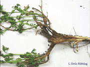 damaged alfalfa plant