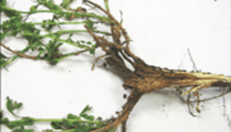 damaged alfalfa plant