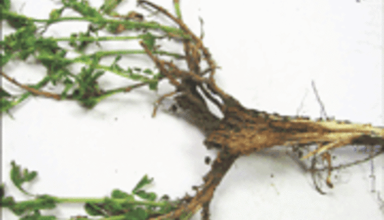 alfalfa-plant.gif