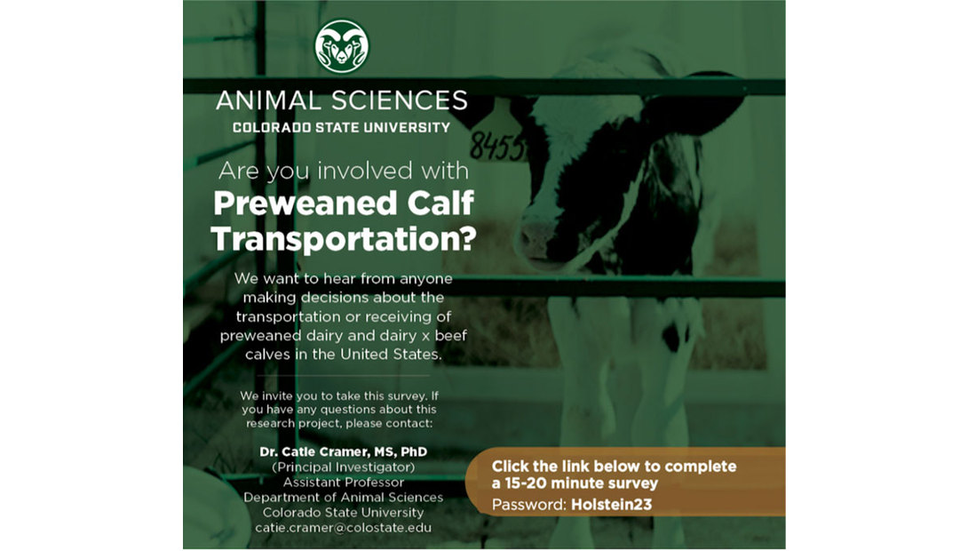 animal-science-calf
