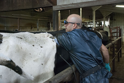 cow ultrasound