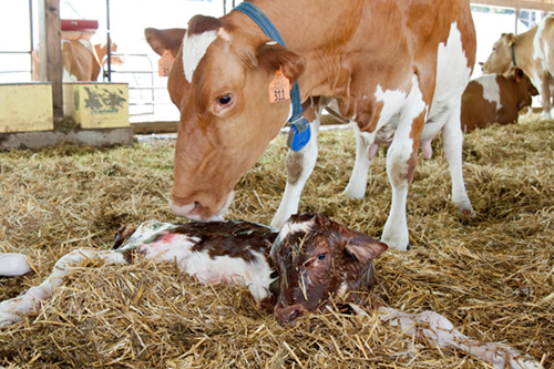 calving