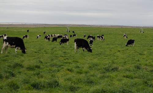 heifers grazing in field