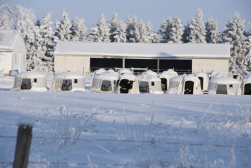 winter dairy scene