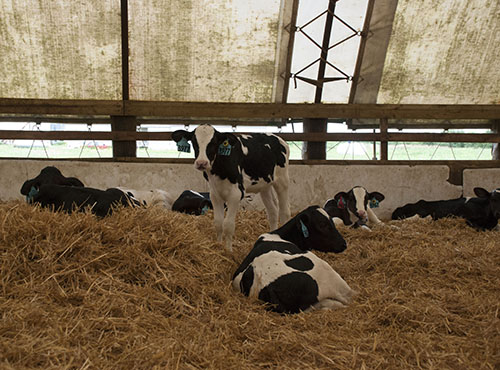 group calve housing