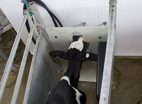 automated calf feeder