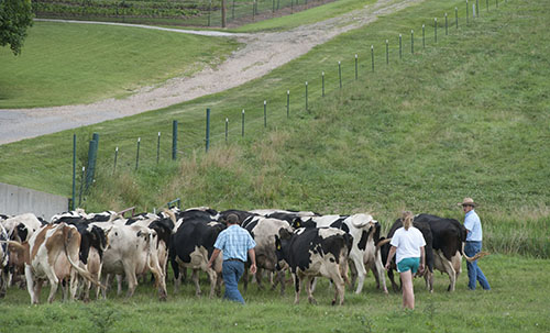 herd of Holsteins