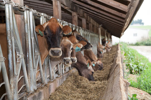 cows eating at feed bunk