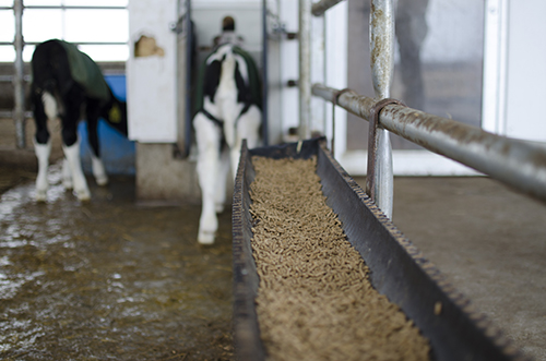 automated calf feeding