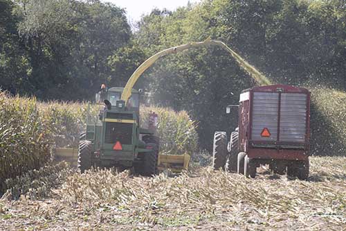 corn silage harvest