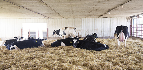 cows laying down