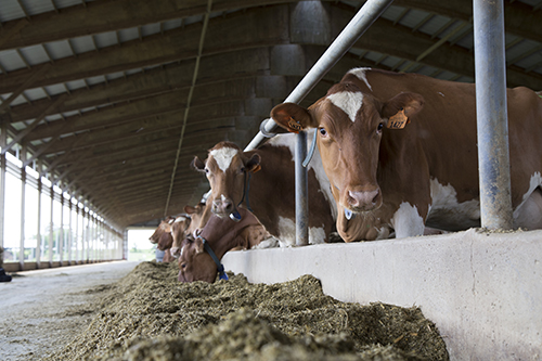 Hoard's Dairyman Farm Guernsey herd