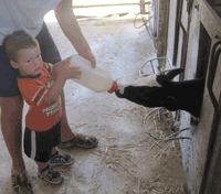 Boy helping feed bottle calf with adult