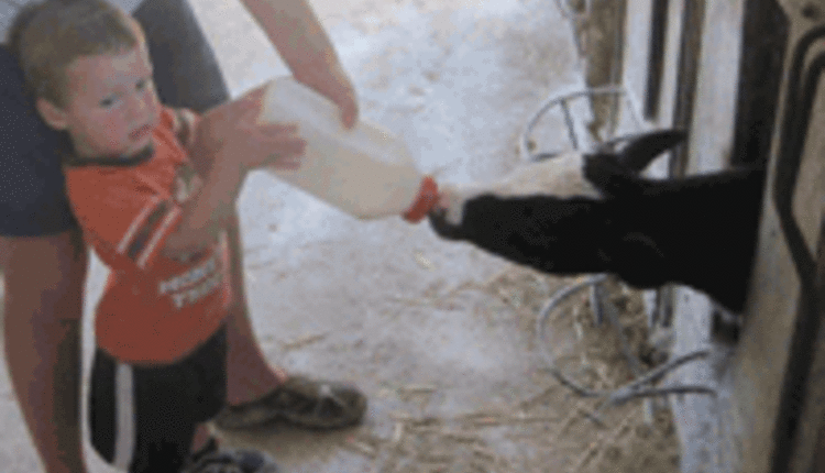 calf-feeding-Isaac.gif