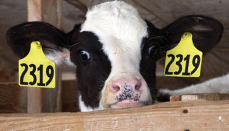 newborn calf and dam