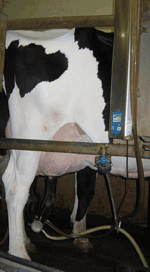 dairy cow being milked