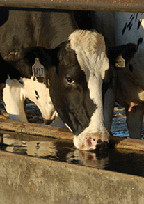 Cow Drinking picture