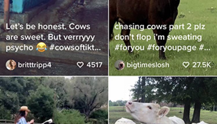 cows-hashtag-tiktok