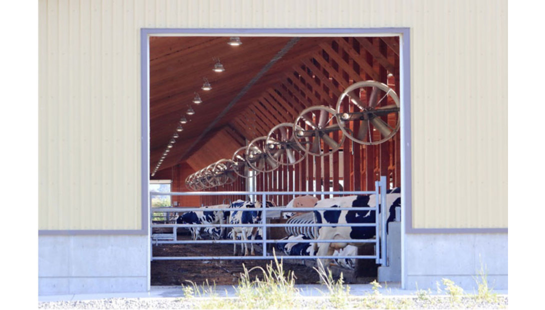 cows-in-barn-fans