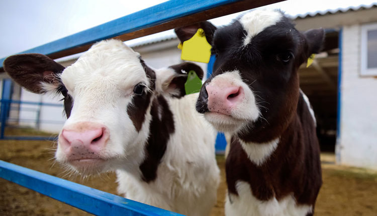dairy-calf-closeup