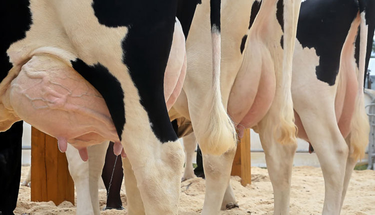 dairy-cow-udders