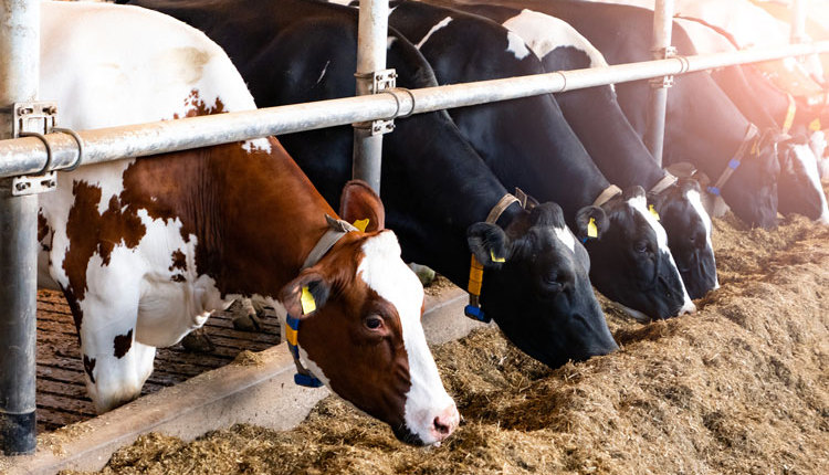 dairy-cows-feeding