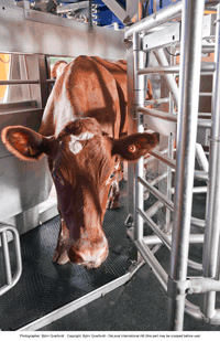 Cow with DeLaval ISO identification