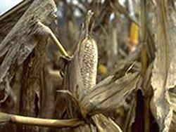 corn ear rot
