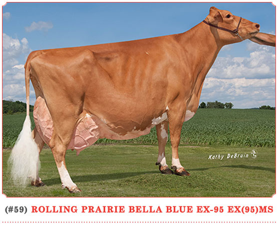 Rolling Prairie Bella Blue 