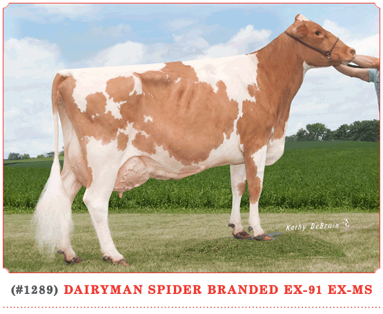 Dairyman Spider Branded