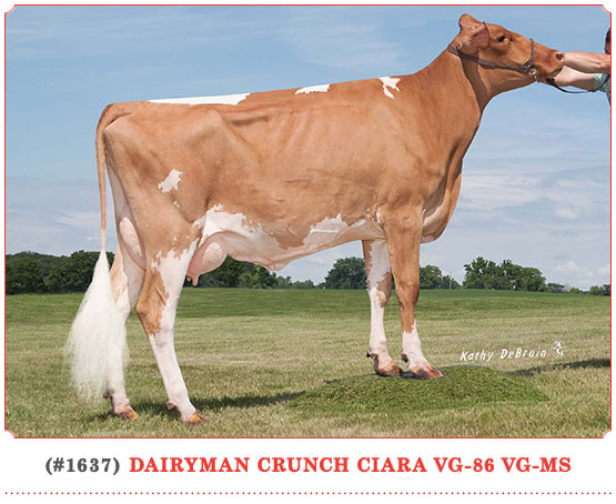 Dairyman Crunch Ciara
