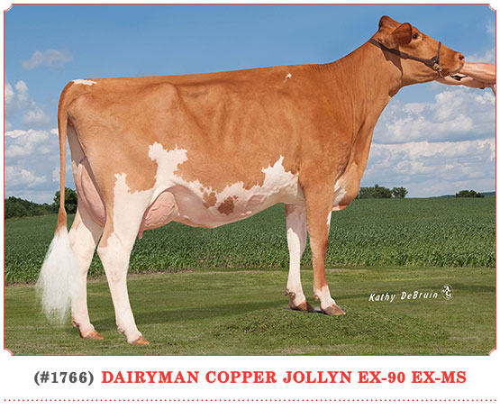 Dairyman Copper Jollyn