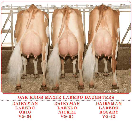 Oak Knob Maxie Laredo Daughters at Hoard's Dairyman