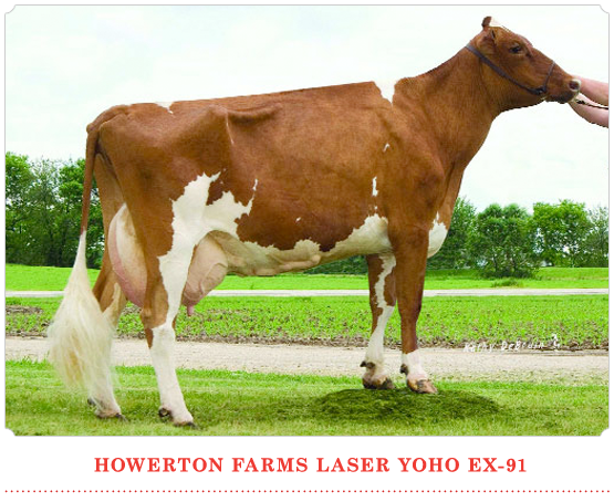 Howerton Farms Laser Yoho