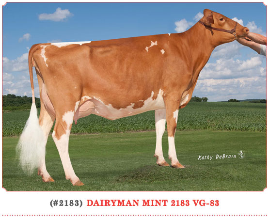 Dairyman Mint 2183