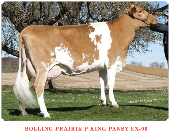 Rolling Prairie P King Pansy